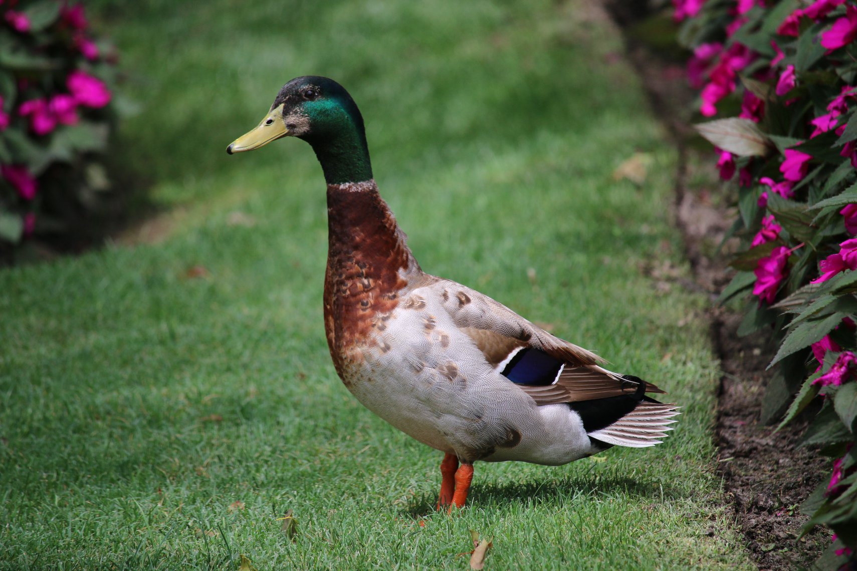 mallard duck standing in garden