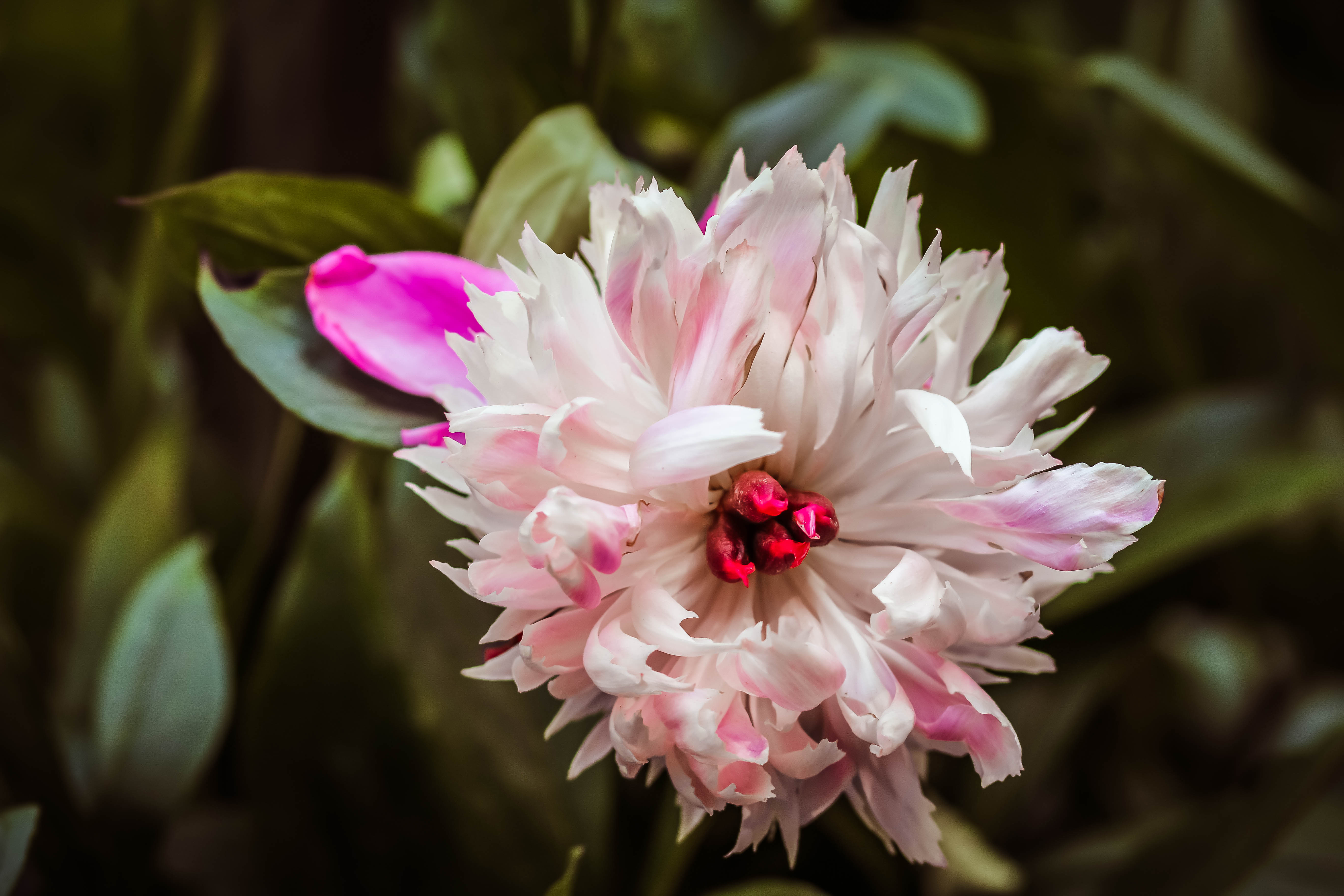 pink and white flower