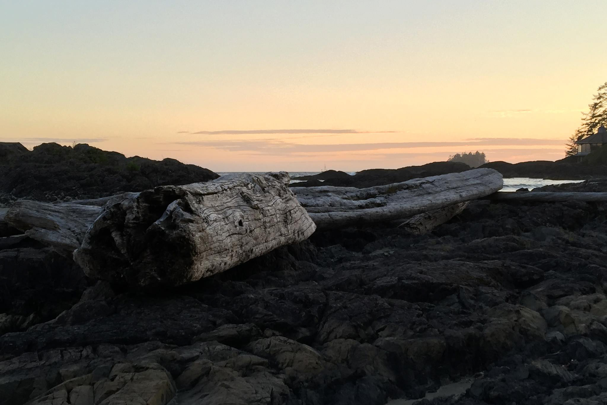 driftwood on the beach at sunset