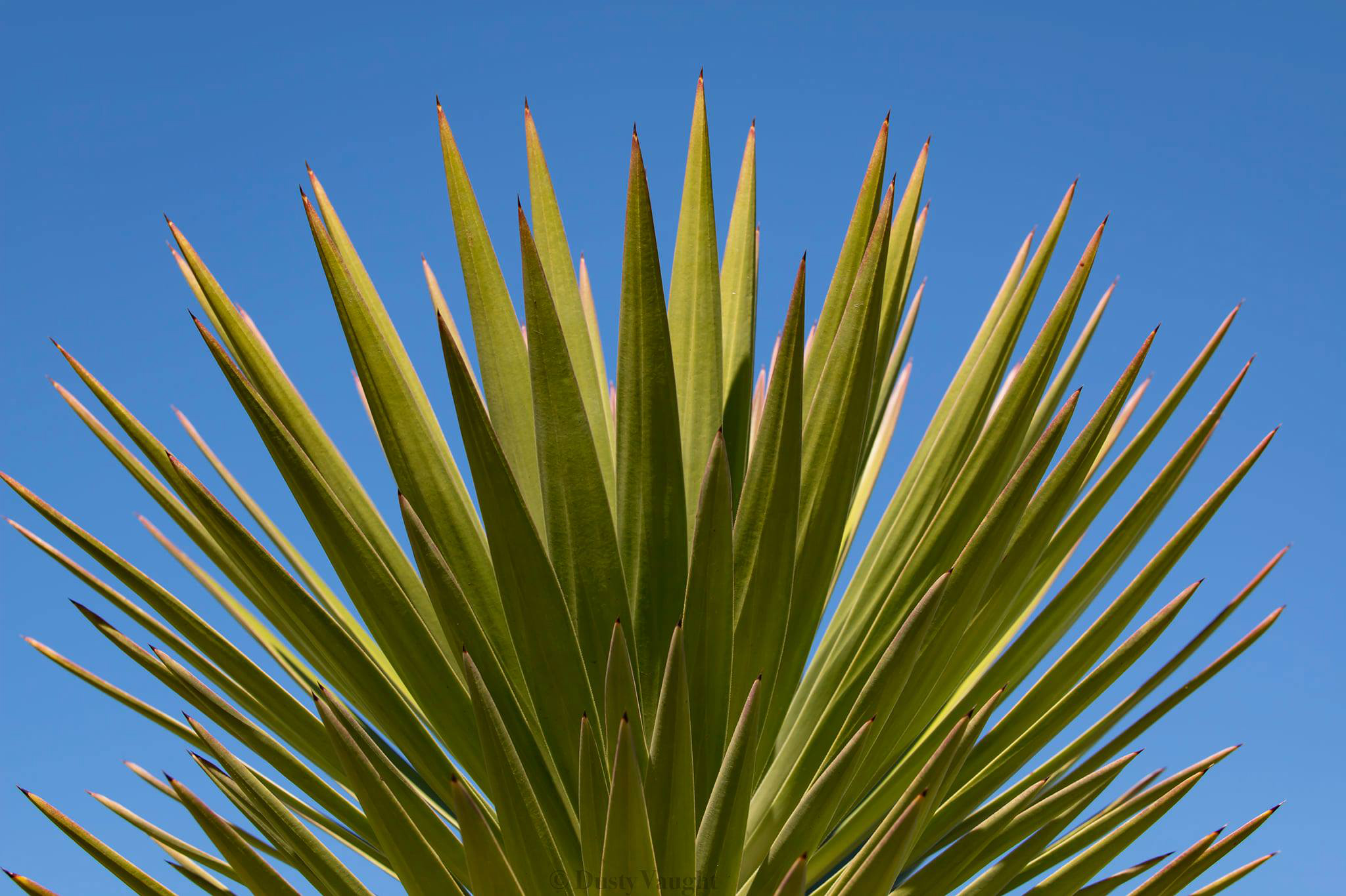 palm fronds against blue sky