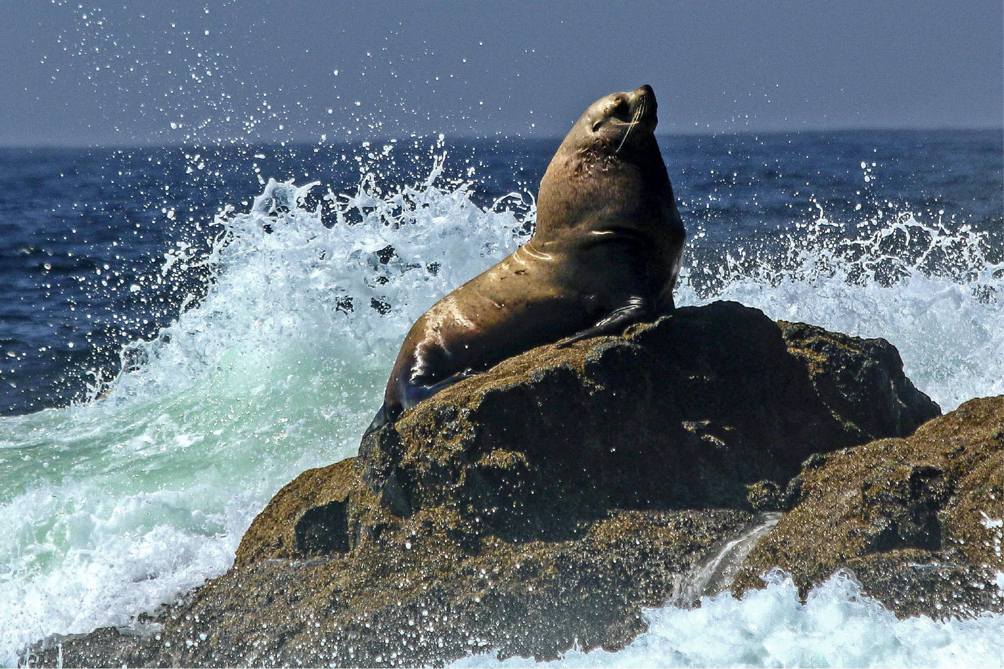 sea lion on rock with waves